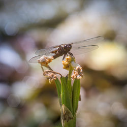 Close-up of insect on flower