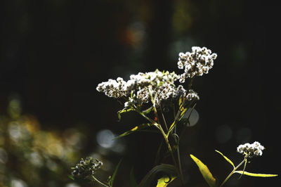 Close-up of flowers blooming outdoors