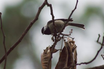 Close-up of insect on tree