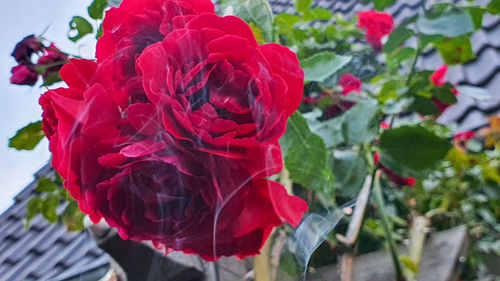 Close-up of red rose