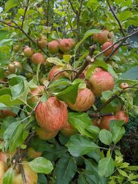 Close-up of fruits growing on tree
