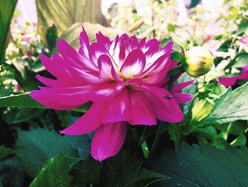 Close-up of pink flowers blooming outdoors