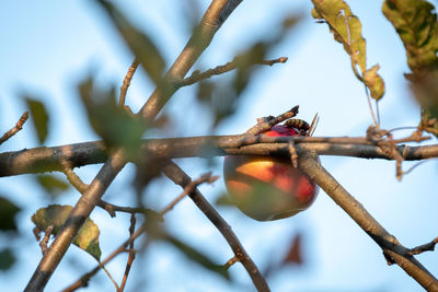 Low angle view of bird perching on branch