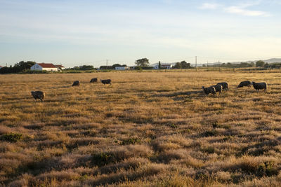 Sheep grazing in a field