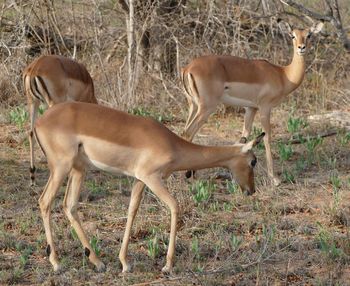Impalas on field at kruger national park