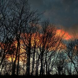 Low angle view of silhouette trees against sky at sunset
