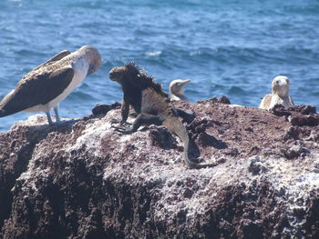 View of crab on rock by sea