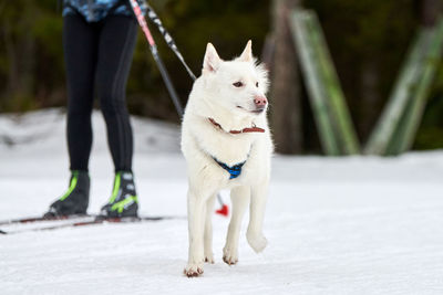 Skijoring dog racing. winter dog sports competition. siberian husky dog pulls skier. active skiing