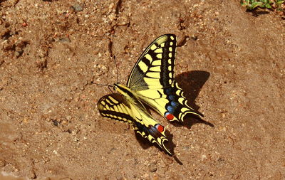 High angle view of butterfly on leaf