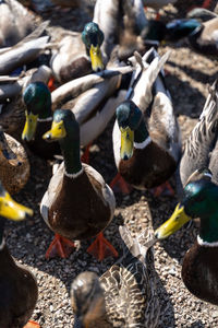 High angle view of birds on land