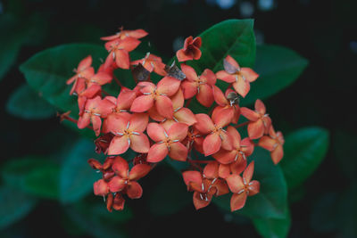 Close-up of red flowering plant