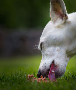 Close-up of dog on field