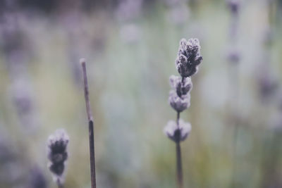 Close-up of purple flowering plant on field