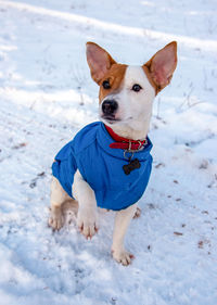 Portrait of dog in snow