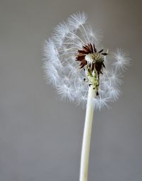 Close-up of dandelion against white wall