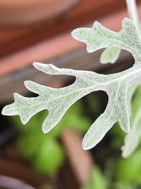 leaf