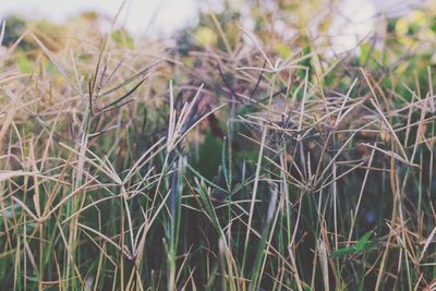 Close-up of grass in field