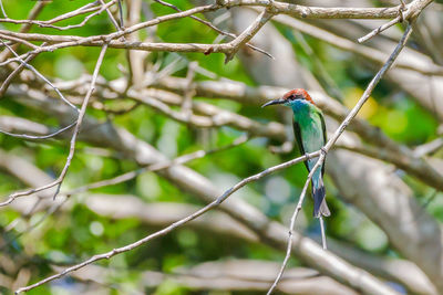 Bird perching on a tree