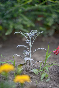 Close-up of flowering plant on field