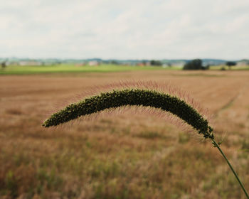 grass