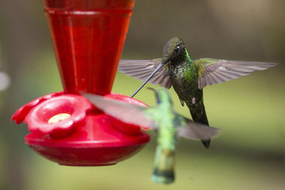 Close-up of bird flying