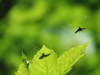 Close-up of insect on leaves