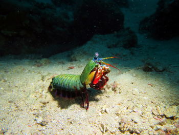 Close-up of turtle in sea