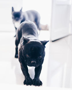 Black puppy at home