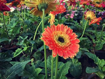 Close-up of orange flowers blooming outdoors