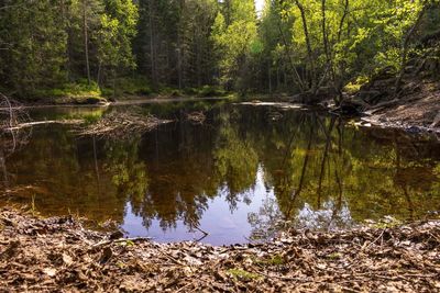Scenic view of lake in forest