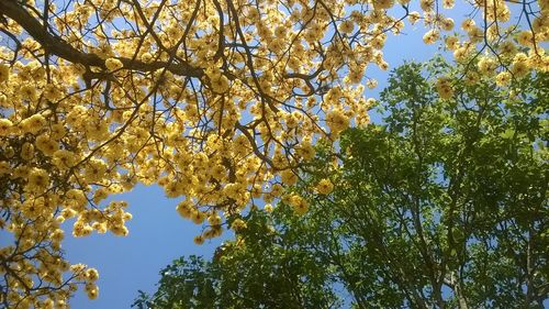 Low angle view of fresh flower tree against sky