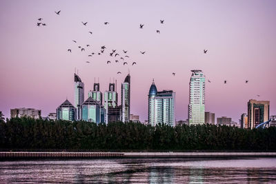 Flock of birds flying over modern buildings in city at sunset