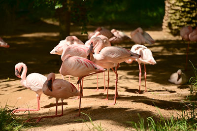 Birds in lake