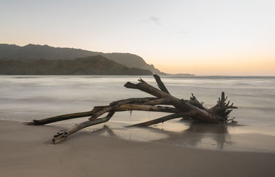 Driftwood on beach against sky during sunset