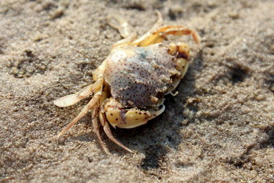 Close-up of crab on sand