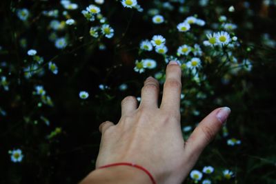 Close-up of hand holding white flowers