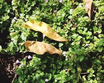 Close-up of fresh green plants