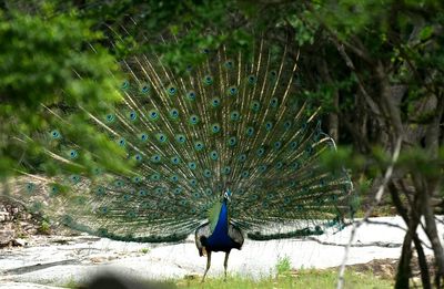 Close-up of peacock