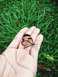 Close-up of butterfly perching on hand