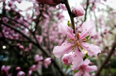 Close-up of pink cherry blossoms in spring