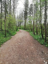 Footpath amidst trees in forest