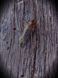 Close-up of insect on tree trunk