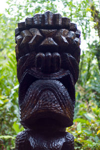 Close-up of tree trunk