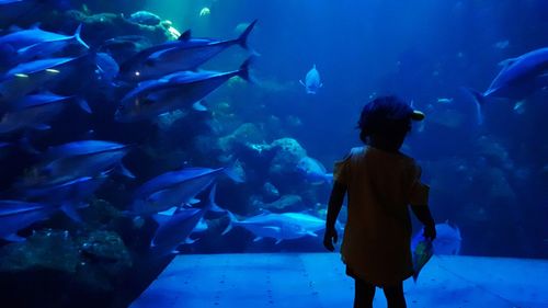 Fish swimming in aquarium