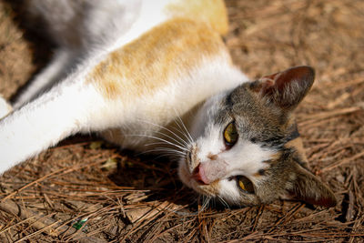 Close-up of cat lying on field