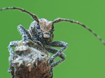 Close-up of insect on branch