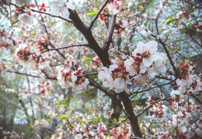 Low angle view of cherry blossoms