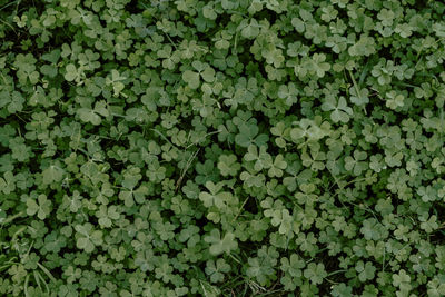 Full frame shot of plants growing on field