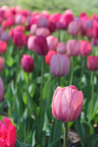 Tulipfest ottawa