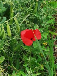 Close-up of red tulip on field